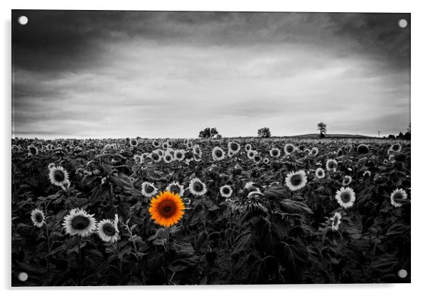A field of sunflowers Acrylic by David Tanner