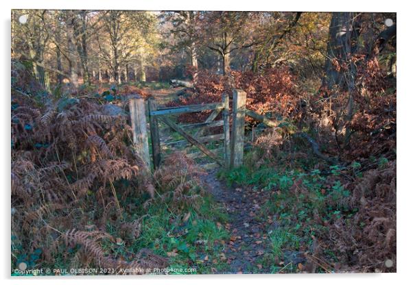 Woodland gateway Acrylic by PAUL OLBISON