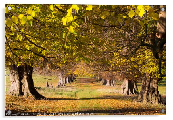 Woodland walk Acrylic by PAUL OLBISON