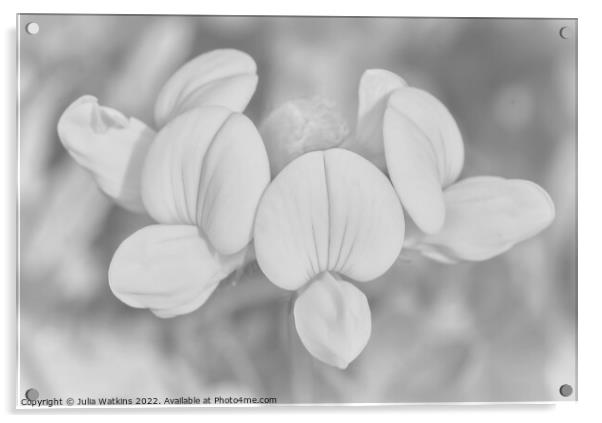 meadow flower black and white  Acrylic by Julia Watkins