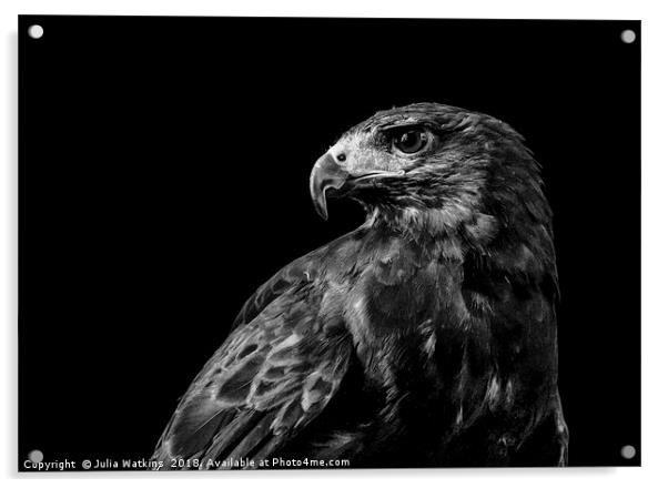 Harris Hawk Portrait Acrylic by Julia Watkins