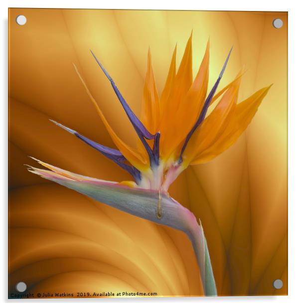 Bird of Paradise Flower Acrylic by Julia Watkins