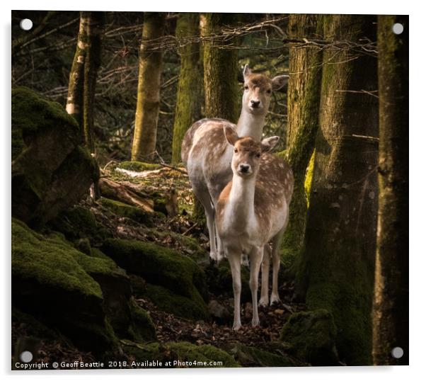 2 fallow deer in the woodland morning light Acrylic by Geoff Beattie