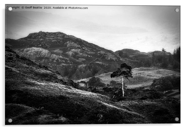 Lone Silver Birch. Holme Fell, The Lake District Acrylic by Geoff Beattie