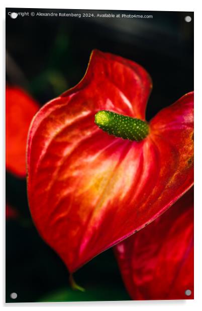 Vibrant Red Anthurium Flower Blooming in a Lush Garden Setting During Daytime Acrylic by Alexandre Rotenberg