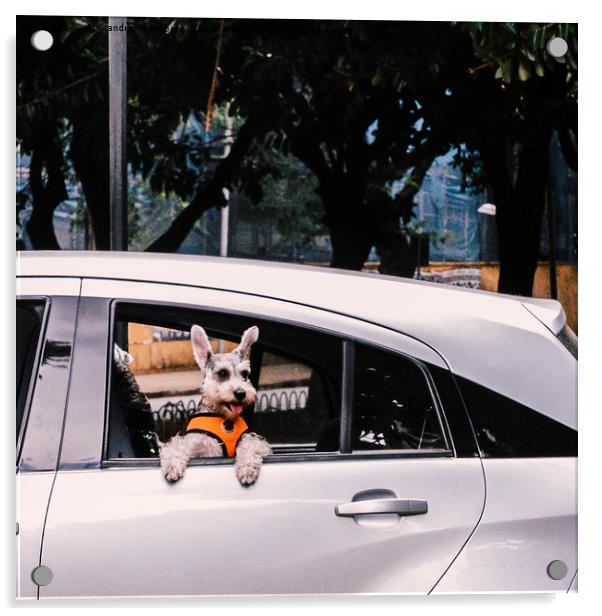 Cute dog on open window of a car Acrylic by Alexandre Rotenberg