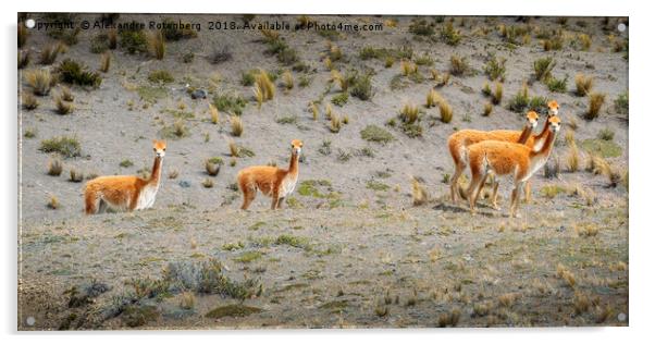 Andean Llamas Acrylic by Alexandre Rotenberg