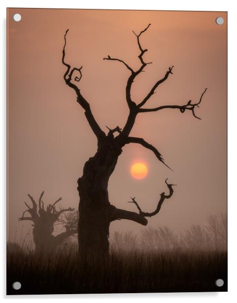 Rising Sun Acrylic by Daniel Farrington