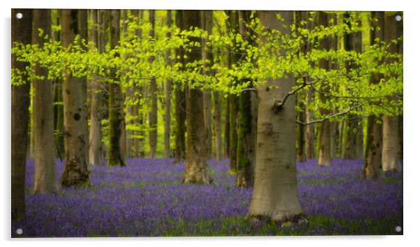 Hampshire Bluebells Acrylic by Daniel Farrington
