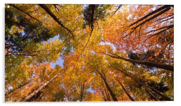 Autumn Canopy Acrylic by Daniel Farrington