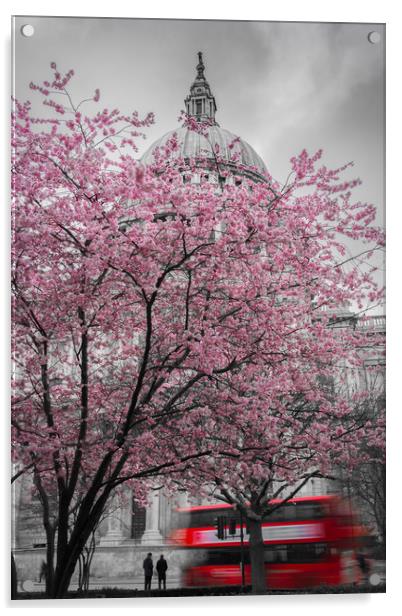 St. Paul's Cherry Blossom Acrylic by Daniel Farrington