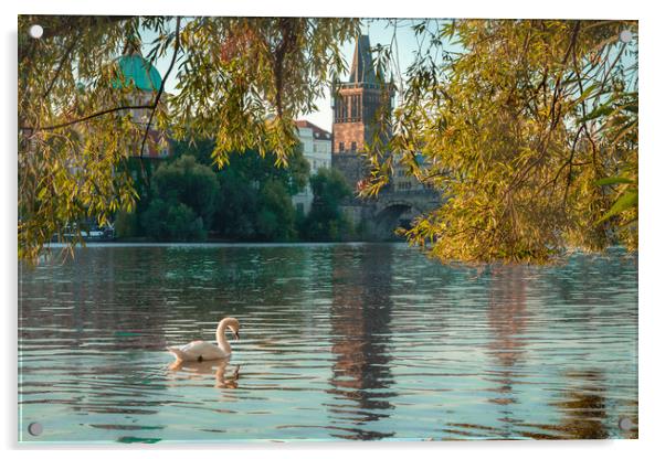 Swan on the Vitava River Acrylic by Daniel Farrington