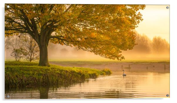  Swan on the River Stour Acrylic by Daniel Farrington