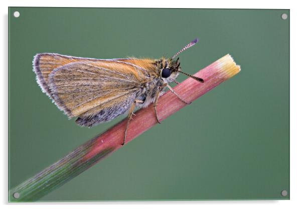 Small Skipper Butterfly Acrylic by Kelly Bailey