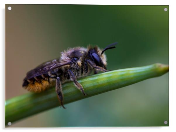 Red Mason Bee 2 Acrylic by Kelly Bailey