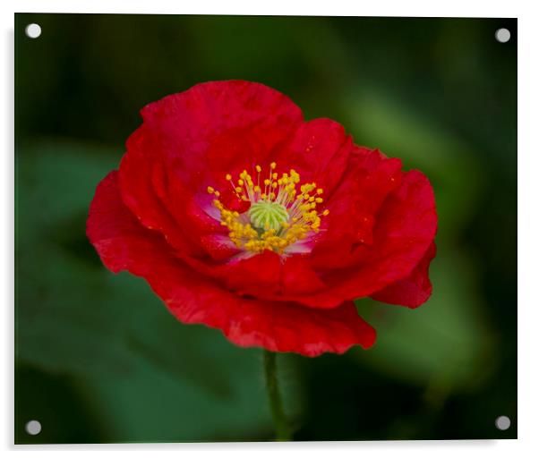 Red Wild Poppy Acrylic by Kelly Bailey