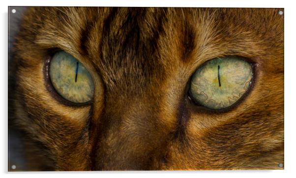 Bengal Eyes Acrylic by Kelly Bailey