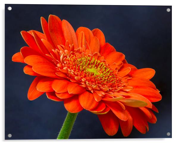 Orange Gerbera Acrylic by Kelly Bailey