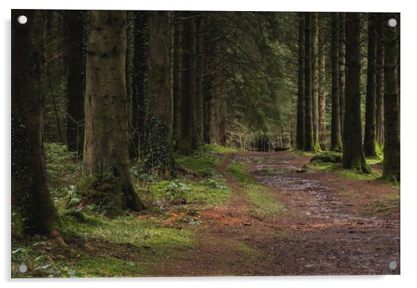 Woodland path into the forest, Taf Fechan Forest Acrylic by Ramas King