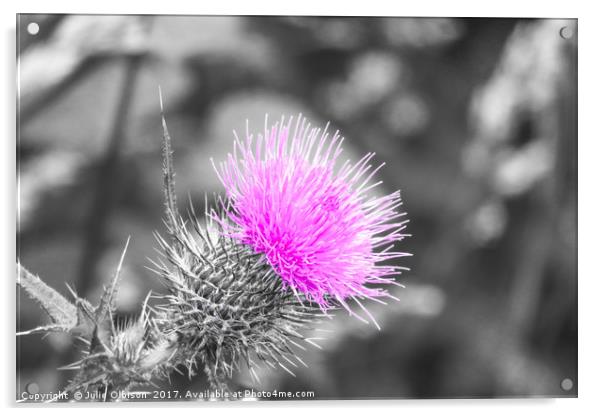 Pink, black and white thistle  Acrylic by Julie Olbison