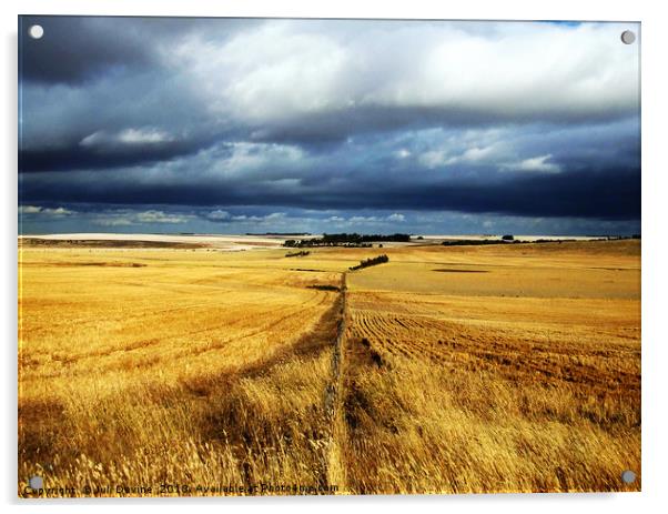 Fields of Grain Acrylic by Juli Davine