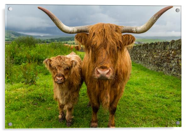 Highland Cow and Calf  Acrylic by Tony Keogh