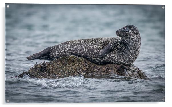 Seal on a Rock  Acrylic by Tony Keogh