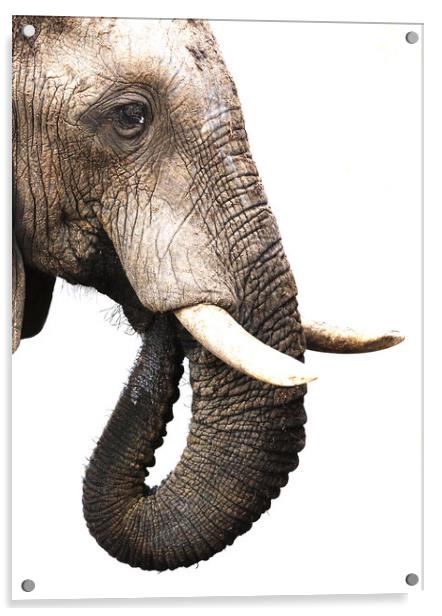 African Elephant, Botswana Acrylic by Graham Fielder