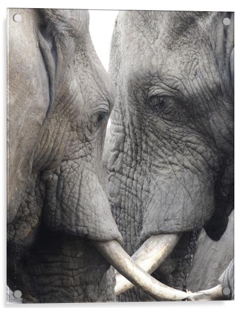 African Elephants Acrylic by Graham Fielder