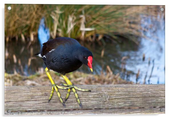 Serene Moorhen Gazing into Winter Canal Acrylic by Graham Nathan