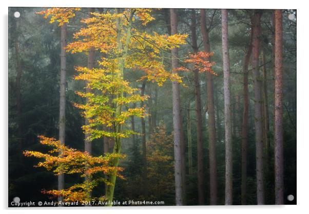 Beech Tree - Autumnal Woodland Acrylic by Andy Aveyard