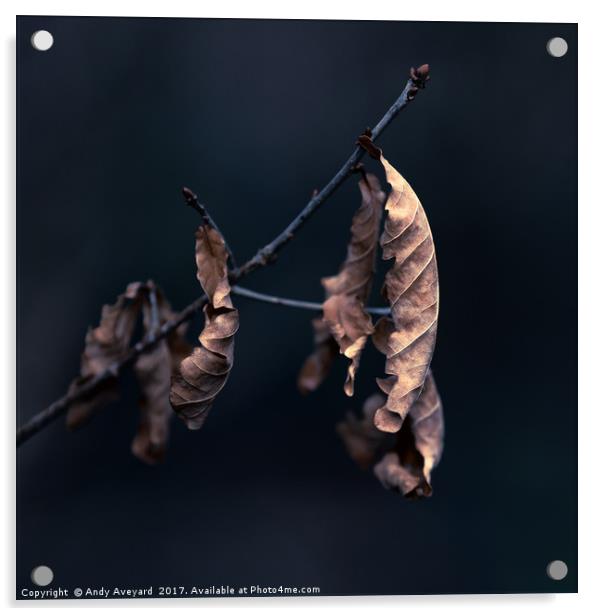 Oak Tree Leaves Acrylic by Andy Aveyard