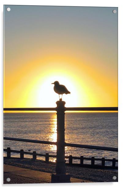 Seagull Sunrise Acrylic by Richard May