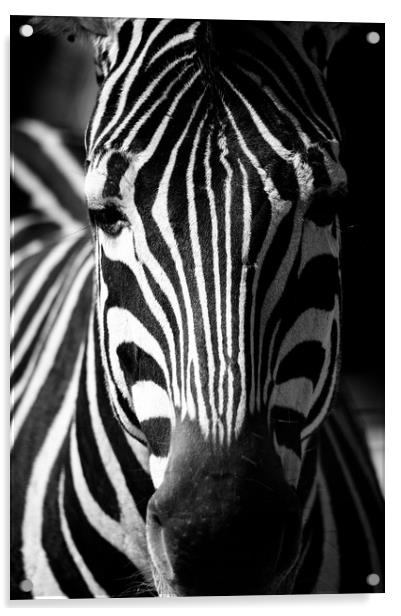 Zebra Acrylic by Mike Rockey