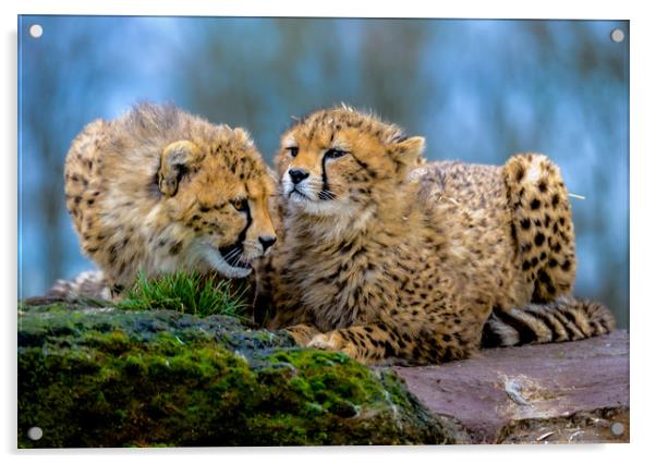 Cheetahs Acrylic by Mike Rockey