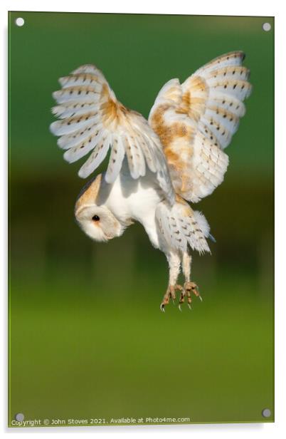Barn Owl On The Hunt Acrylic by John Stoves