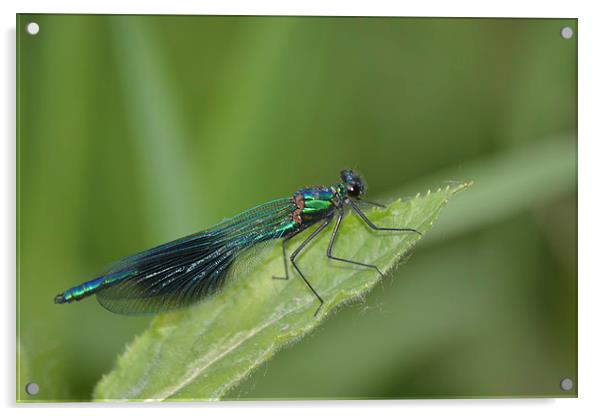 Banded Damoiselle Damselfly (Calopteryx Splenders) Acrylic by Randal Cheney