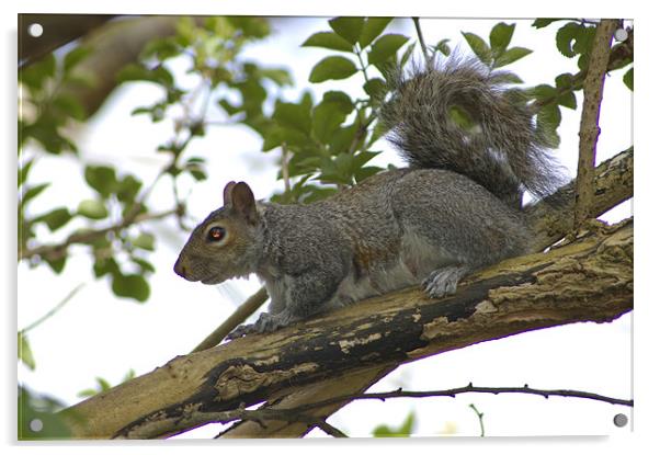 Grey Squirrel Acrylic by Randal Cheney
