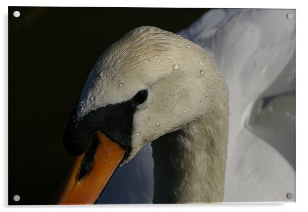 Swan Acrylic by Randal Cheney