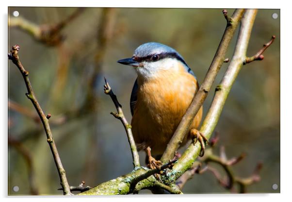 Nuthatch Acrylic by Mike Pursey