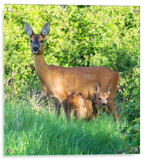 Roe deer doe with fawn Acrylic by Phillip CULL