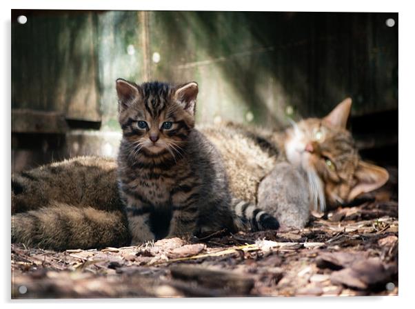 Scottish Wildcat kitten and mother Acrylic by Linda More