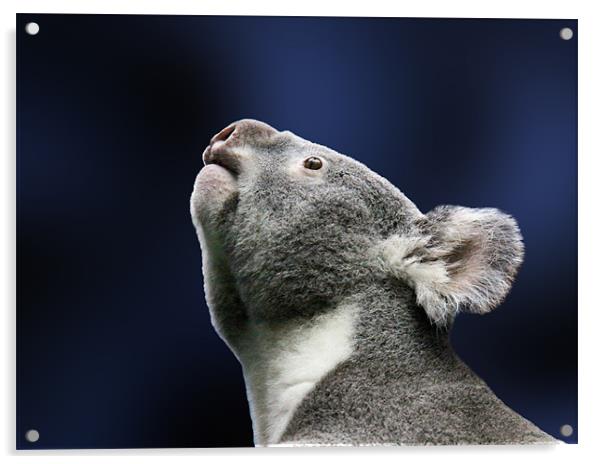 Cute Koala looking up in wonder Acrylic by Linda More