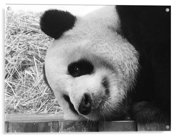 Giant Panda lying down Acrylic by Linda More