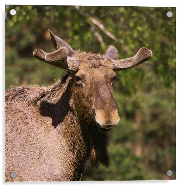 European Elk smiling at camera Acrylic by Linda More