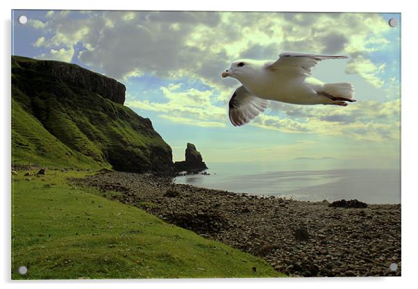 Fulmar flying at Talisker Bay Acrylic by Linda More