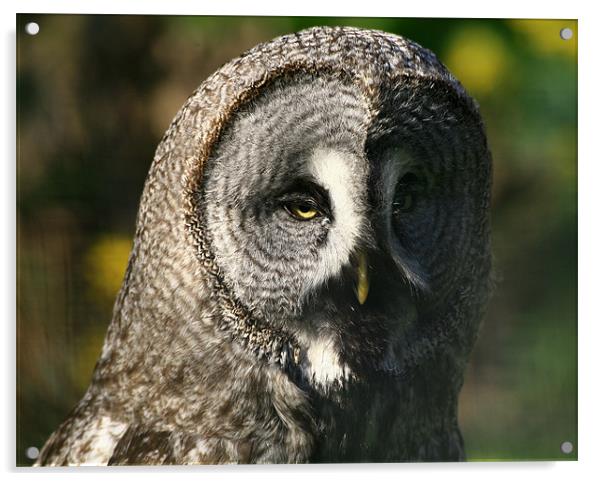 Great Grey Owl Acrylic by Linda More