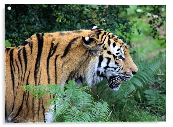 Siberian tiger Acrylic by Linda More
