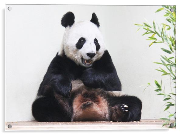  Giant Panda hungrily looking at bamboo Acrylic by Linda More