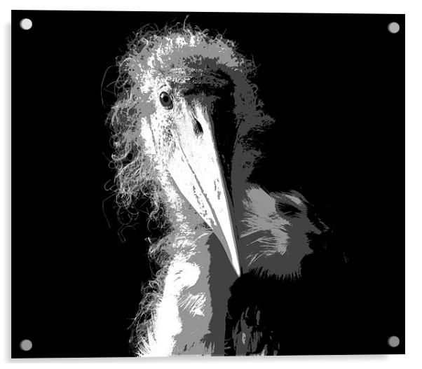 Marabou Stork Acrylic by Linda More
